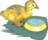 Duckling With Water Bowl Clip Art